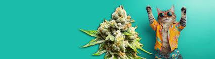 The Ultimate Guide to Weed Seeds NYC Discover Your Perfect Strain The Ultimate Guide to Weed Seeds NYC Discover Your Perfect Strain